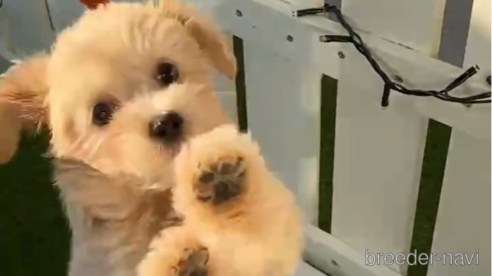 成約済の福岡県のチワプー:チワワ×トイプードル-281980の6枚目