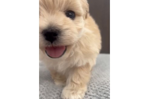 成約済の福岡県のマルプー:マルチーズ×トイプードル-287981の9枚目