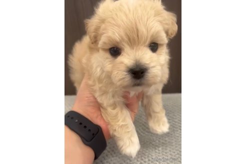 成約済の福岡県のマルプー:マルチーズ×トイプードル-287981の10枚目