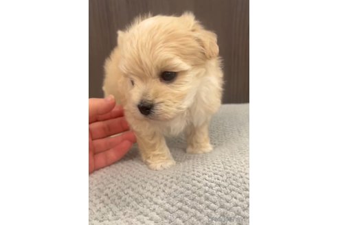 成約済の福岡県のマルプー:マルチーズ×トイプードル-287981の7枚目