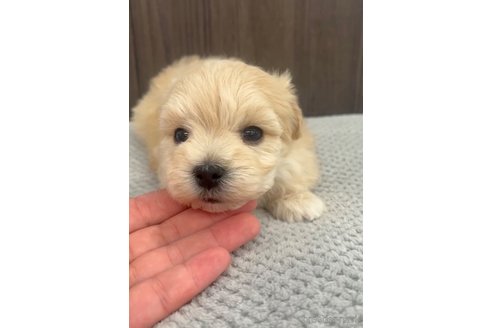 成約済の福岡県のマルプー:マルチーズ×トイプードル-287981の8枚目