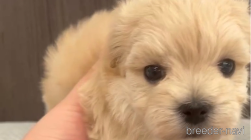 成約済の福岡県のマルプー:マルチーズ×トイプードル-287981の6枚目