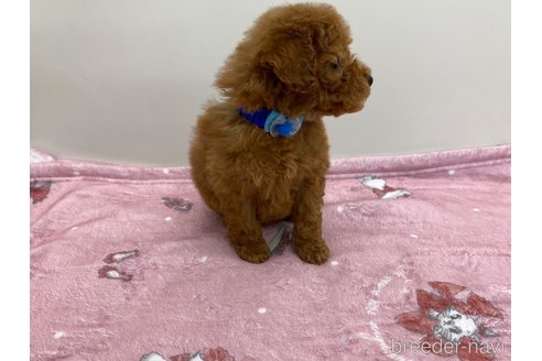 成約済の岡山県のトイプードル-287983の6枚目