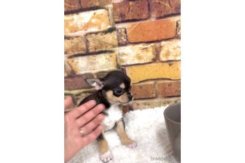 成約済の福岡県のチワワ(スムースコート)-284830の2枚目