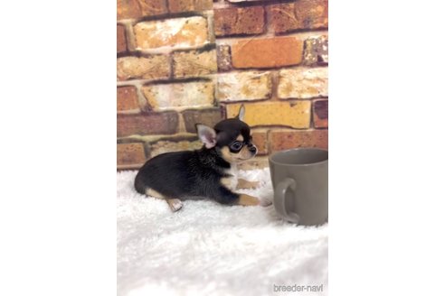 成約済の福岡県のチワワ(スムースコート)-284830の3枚目