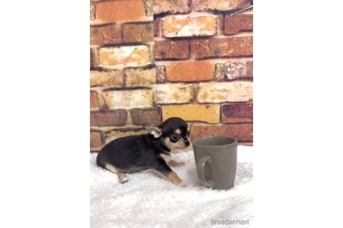 成約済の福岡県のチワワ(スムースコート)-284830の4枚目