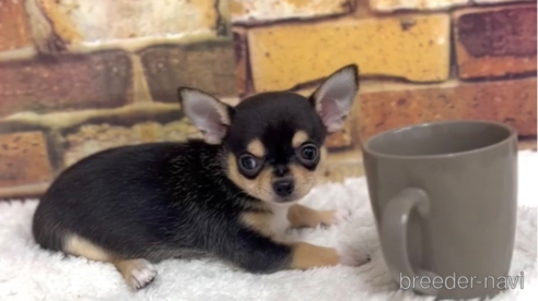 成約済の福岡県のチワワ(スムースコート)-284830の1枚目