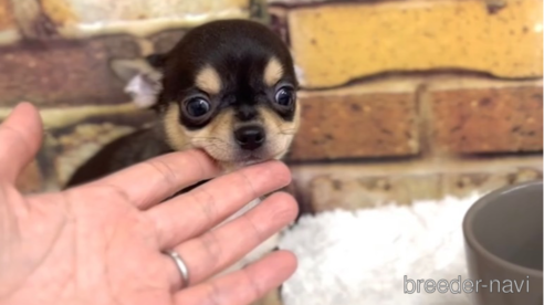 成約済の福岡県のチワワ(スムースコート)-284825の3枚目