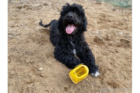 成約済の東京都のその他の犬種-275527の3枚目