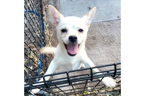 成約済の茨城県のミックス犬-265217の12枚目