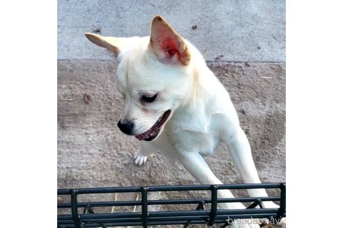 成約済の茨城県のミックス犬-265217の12枚目