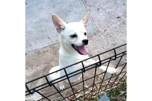 成約済の茨城県のミックス犬-265217の11枚目