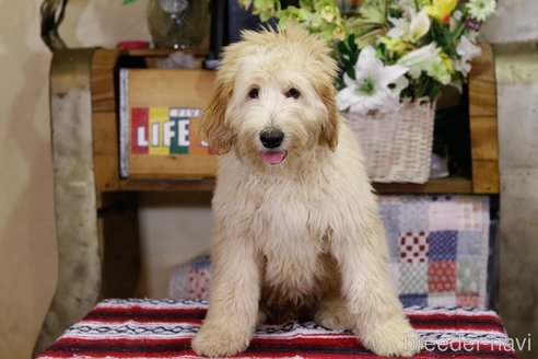 成約済の茨城県のミックス犬-274390の2枚目