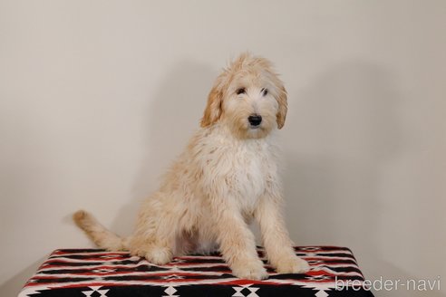 成約済の茨城県のミックス犬-265457の3枚目