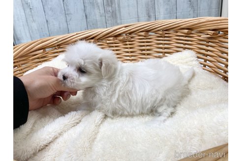 成約済の愛知県のマルチーズ-288064の3枚目