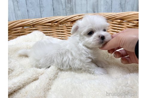 成約済の愛知県のマルチーズ-288064の4枚目