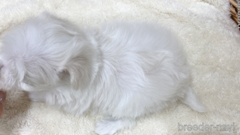 成約済の愛知県のマルチーズ-288064の2枚目