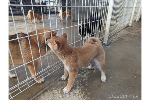 販売中の千葉県の柴犬-273451の6枚目