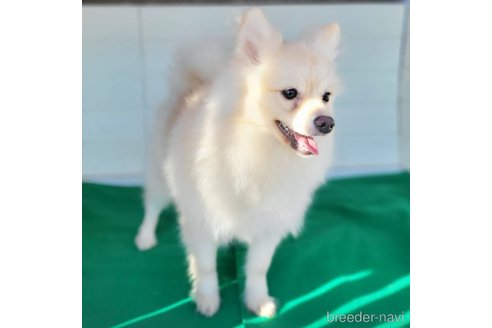 成約済の茨城県のポメラニアン-260067の10枚目