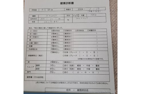 成約済の愛知県のヨークシャーテリア-288089の2枚目