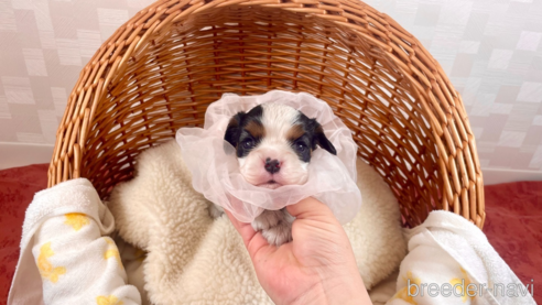 成約済の埼玉県のその他の犬種-288098の1枚目