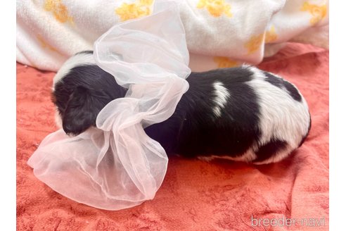 成約済の埼玉県のその他の犬種-288098の5枚目