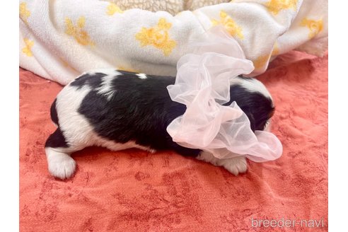 成約済の埼玉県のその他の犬種-288098の3枚目