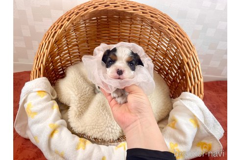 成約済の埼玉県のその他の犬種-288098の2枚目