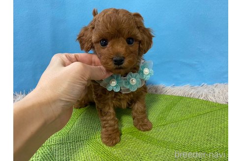 成約済の神奈川県のトイプードル-288128の22枚目
