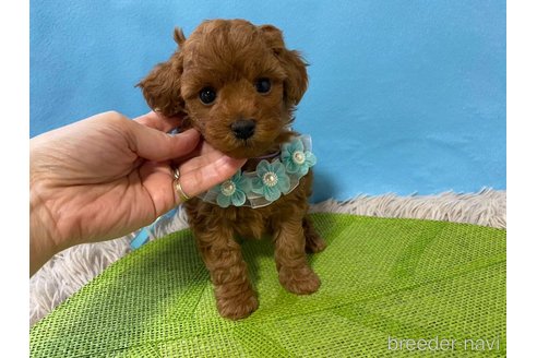 成約済の神奈川県のトイプードル-288128の18枚目