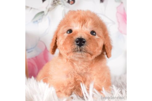 成約済の茨城県のタイニープードル-288134の2枚目