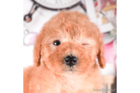 成約済の茨城県のタイニープードル-288134の1枚目