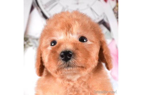 成約済の茨城県のタイニープードル-288134の4枚目