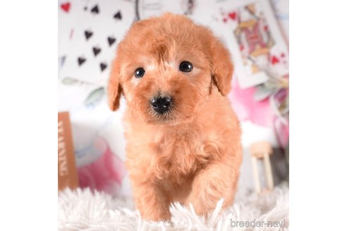 成約済の茨城県のタイニープードル-288134の3枚目