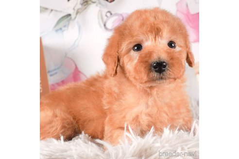 成約済の茨城県のタイニープードル-288134の5枚目