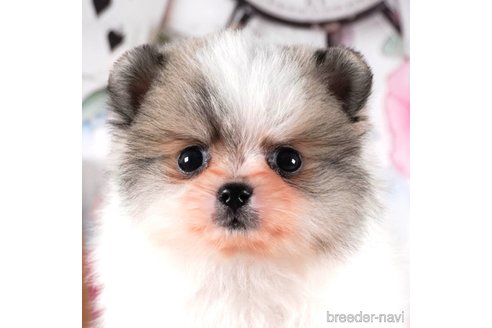 成約済の茨城県のポメラニアン-288138の3枚目