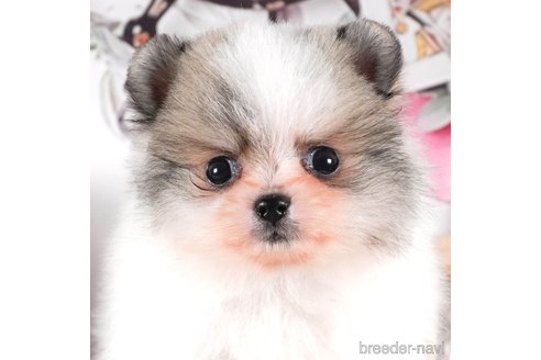 成約済の茨城県のポメラニアン-288138の4枚目