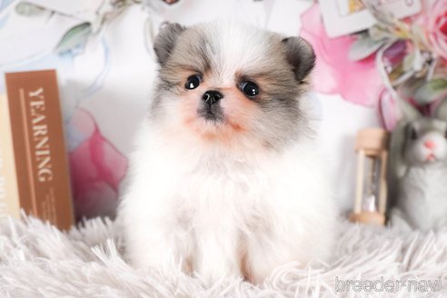 成約済の茨城県のポメラニアン-288138の5枚目