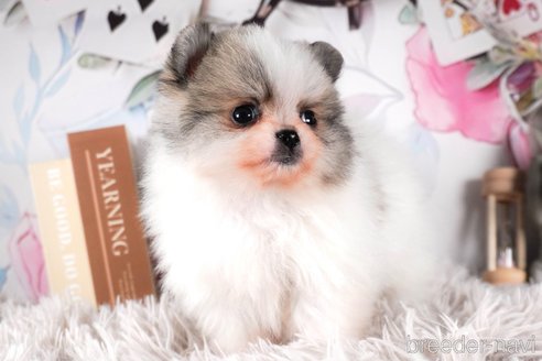 成約済の茨城県のポメラニアン-288138の2枚目