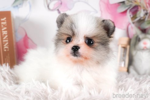 成約済の茨城県のポメラニアン-288138の1枚目