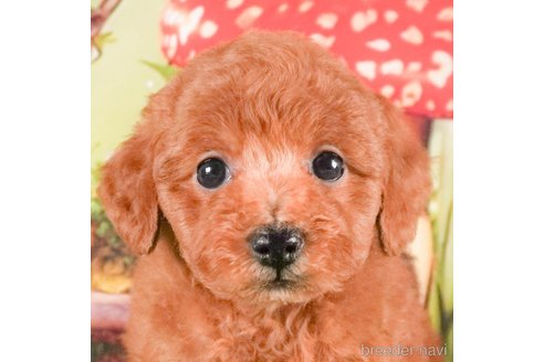 成約済の茨城県のトイプードル-288139の4枚目