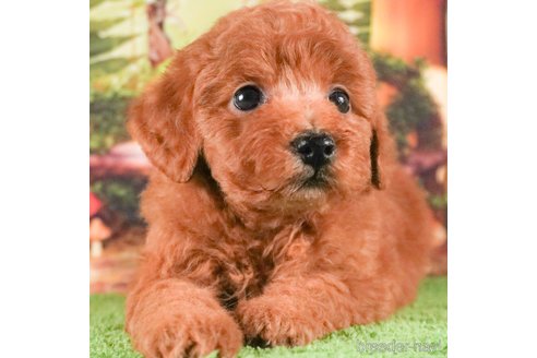 成約済の茨城県のトイプードル-288139の5枚目