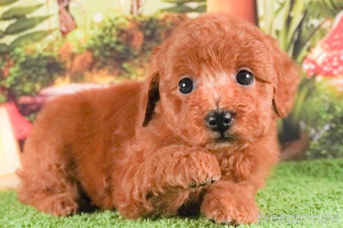 成約済の茨城県のトイプードル-288139の3枚目