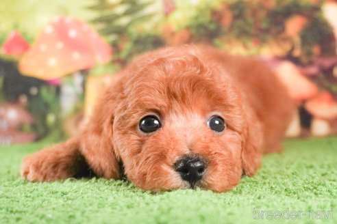 成約済の茨城県のトイプードル-288139の2枚目