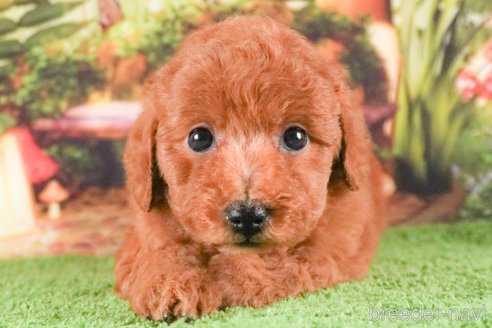 成約済の茨城県のトイプードル-288139の1枚目