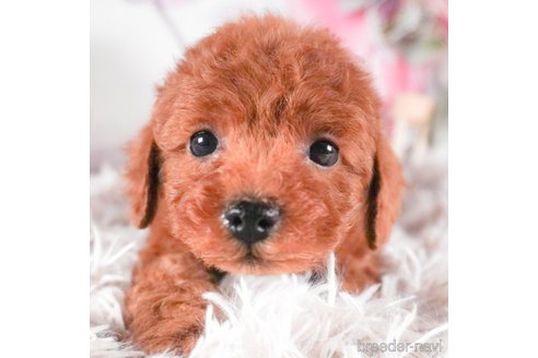 成約済の茨城県のトイプードル-288140の1枚目