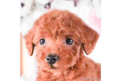 成約済の茨城県のトイプードル-288140の5枚目