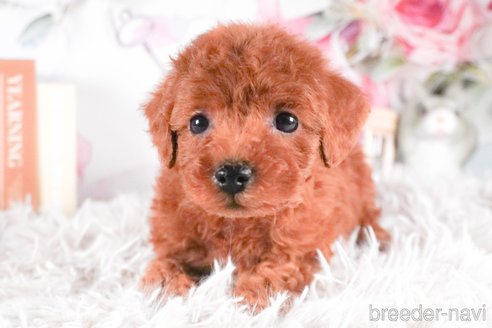 成約済の茨城県のトイプードル-288140の2枚目