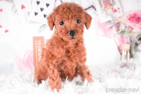 成約済の茨城県のトイプードル-288140の4枚目