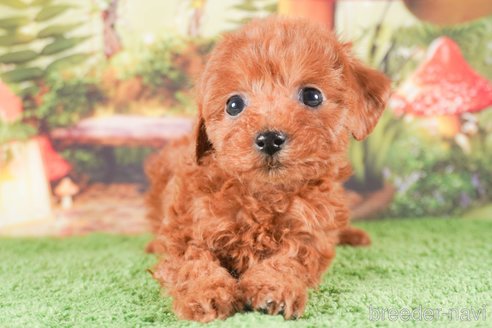 成約済の茨城県のタイニープードル-288145